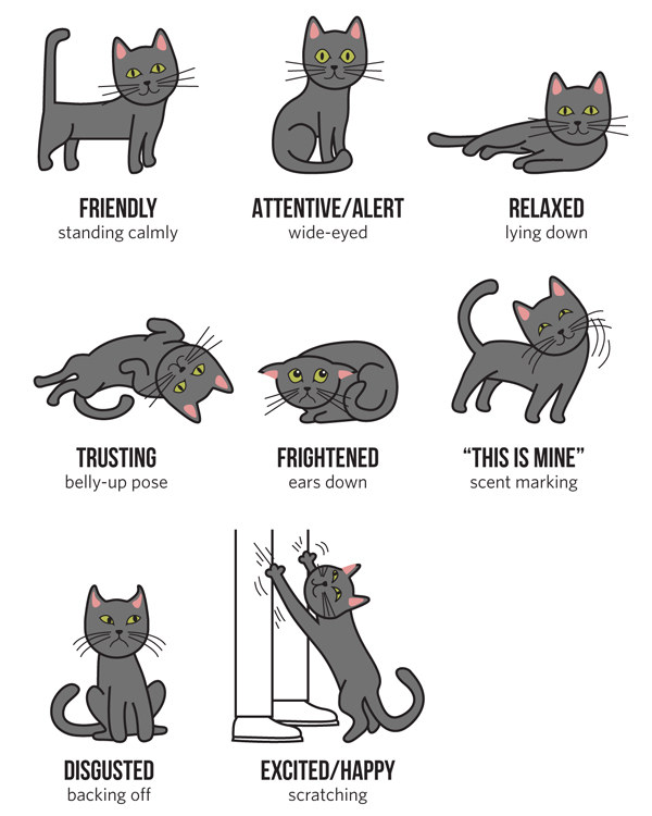 A Guide To Your Pet s Body Language American Lifestyle Magazine