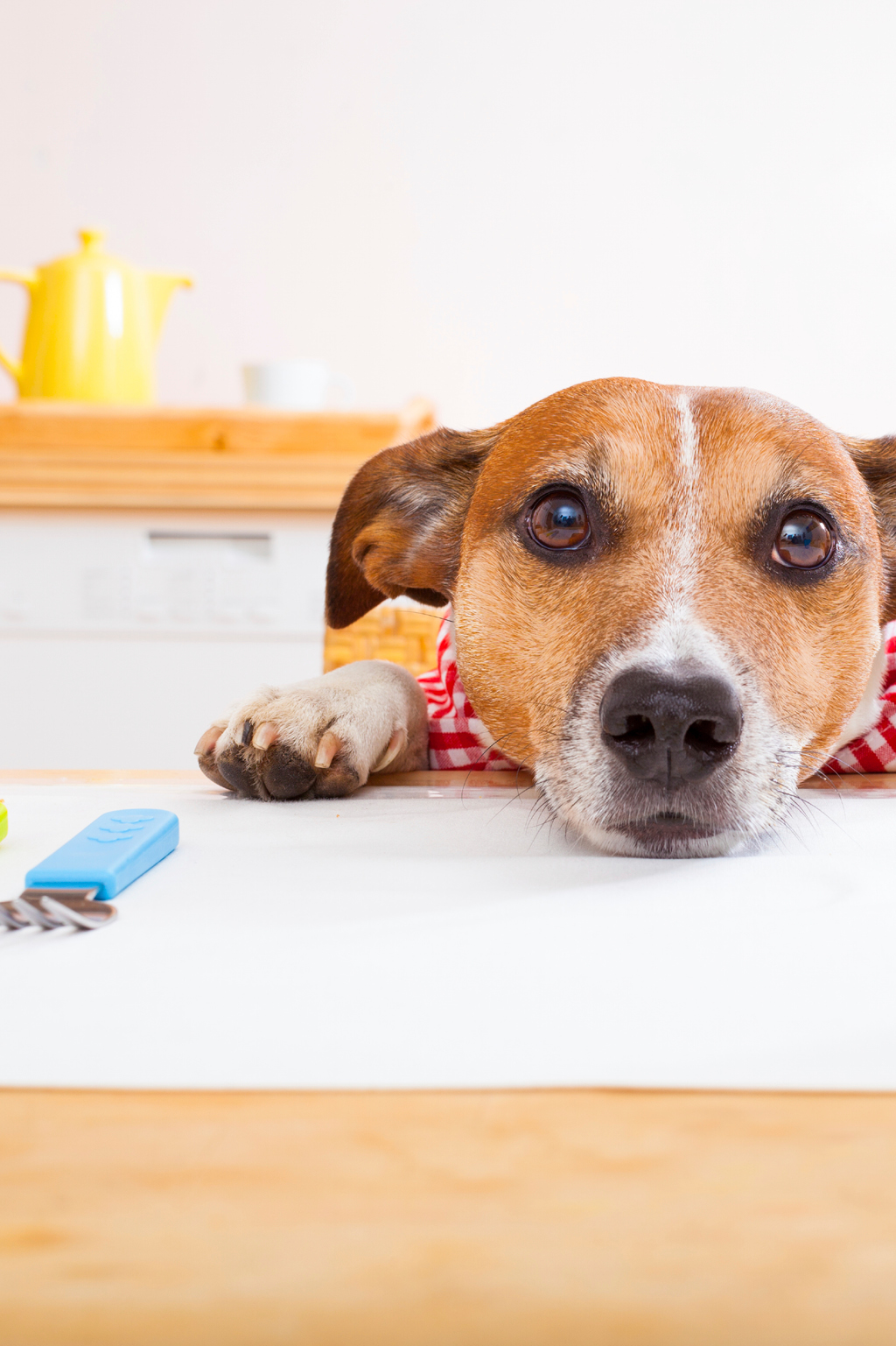 Table Foods That Are Bad For Pets