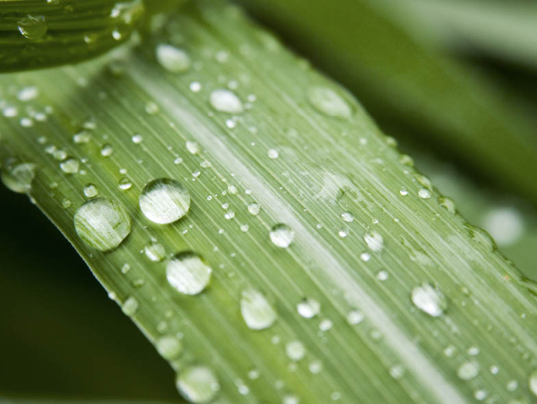 rain on aloe leaf