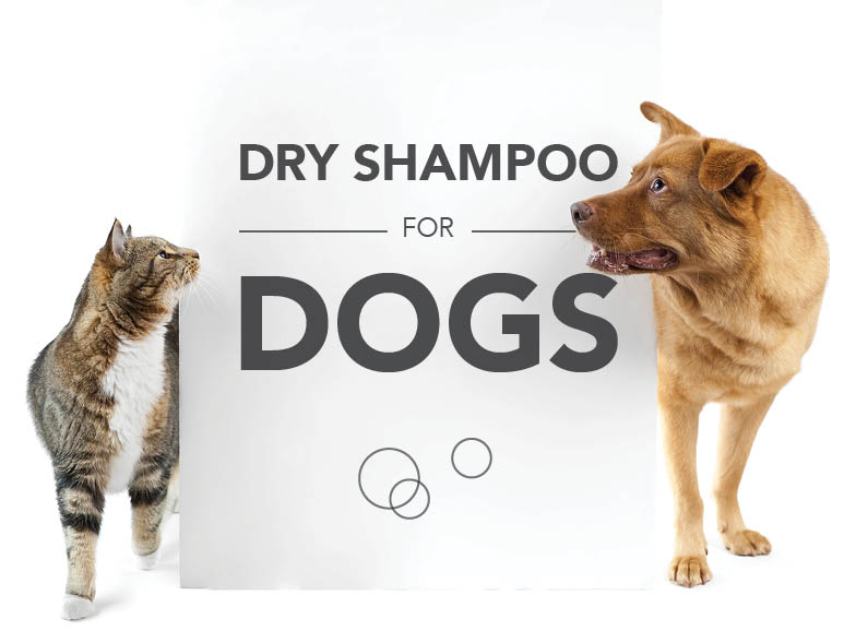 Dog dry shampoo title card