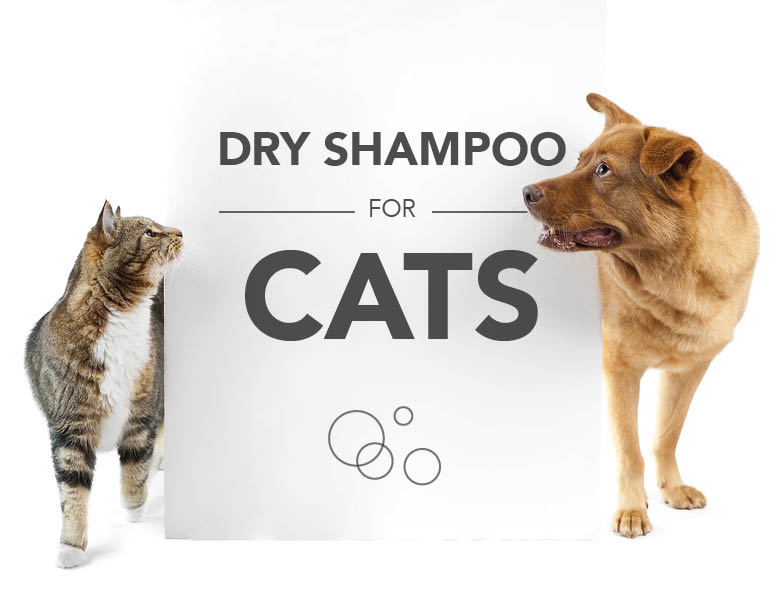 cat dry shampoo card