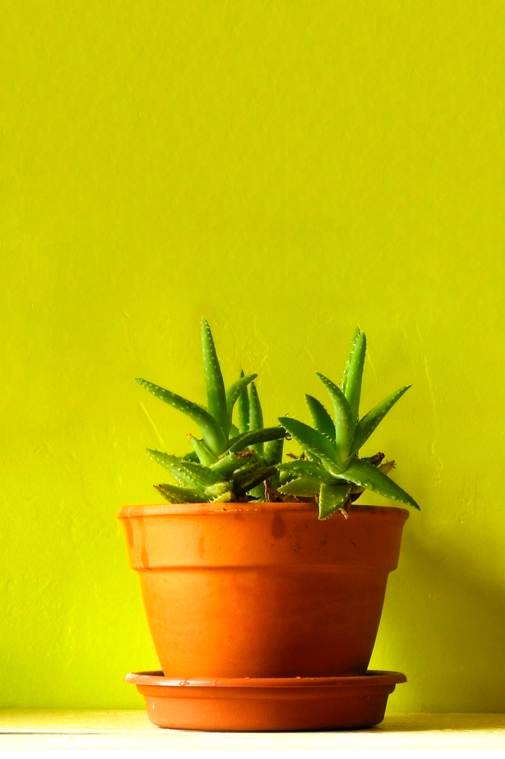 Hard to kill house plants card American Lifestyle Magazine