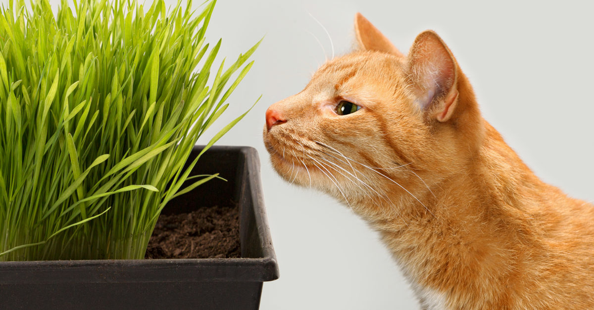 Vodnik za začetnike za ustvarjanje notranjega vrta za mačke - ameriška revija za življenjski slog