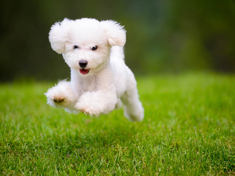 white puppy running