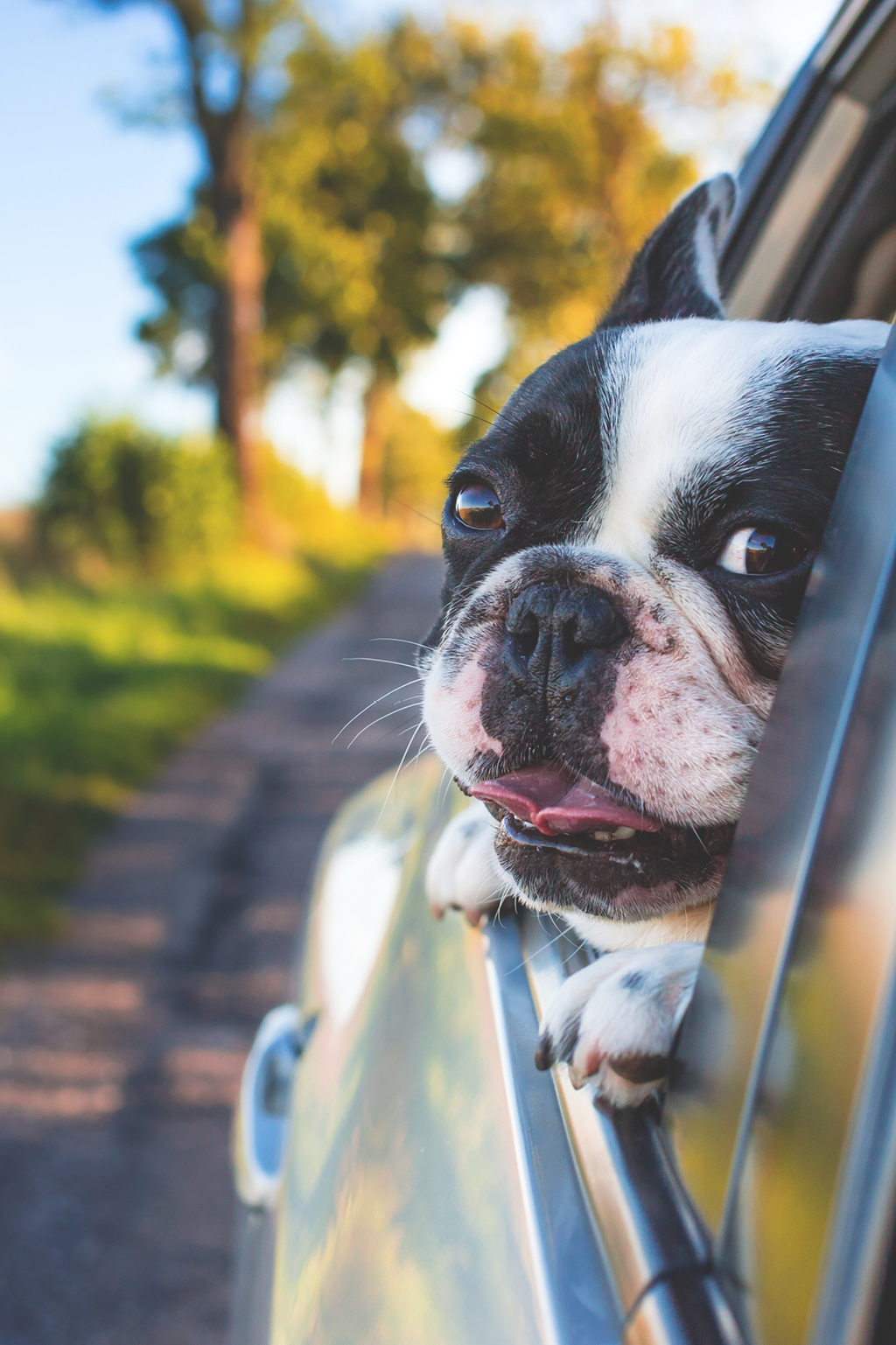 Road Tripping With Your Pet