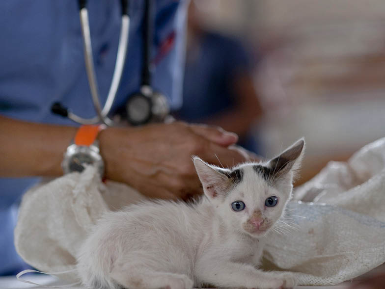 kitty with veterinarian