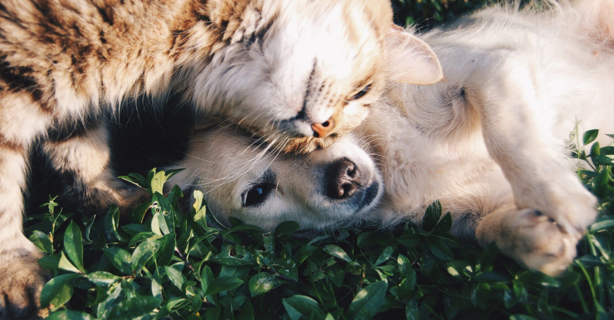 Quiz Find Your Perfect Pet American Lifestyle Magazine