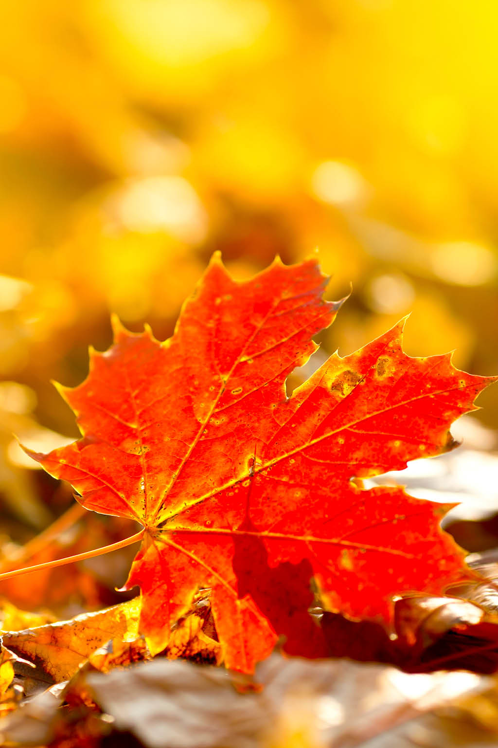 fall-leaves-potpourri
