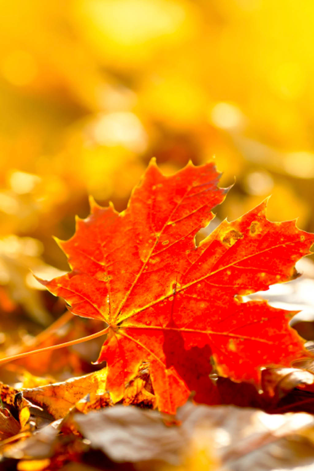 bright-red-fall-leaf