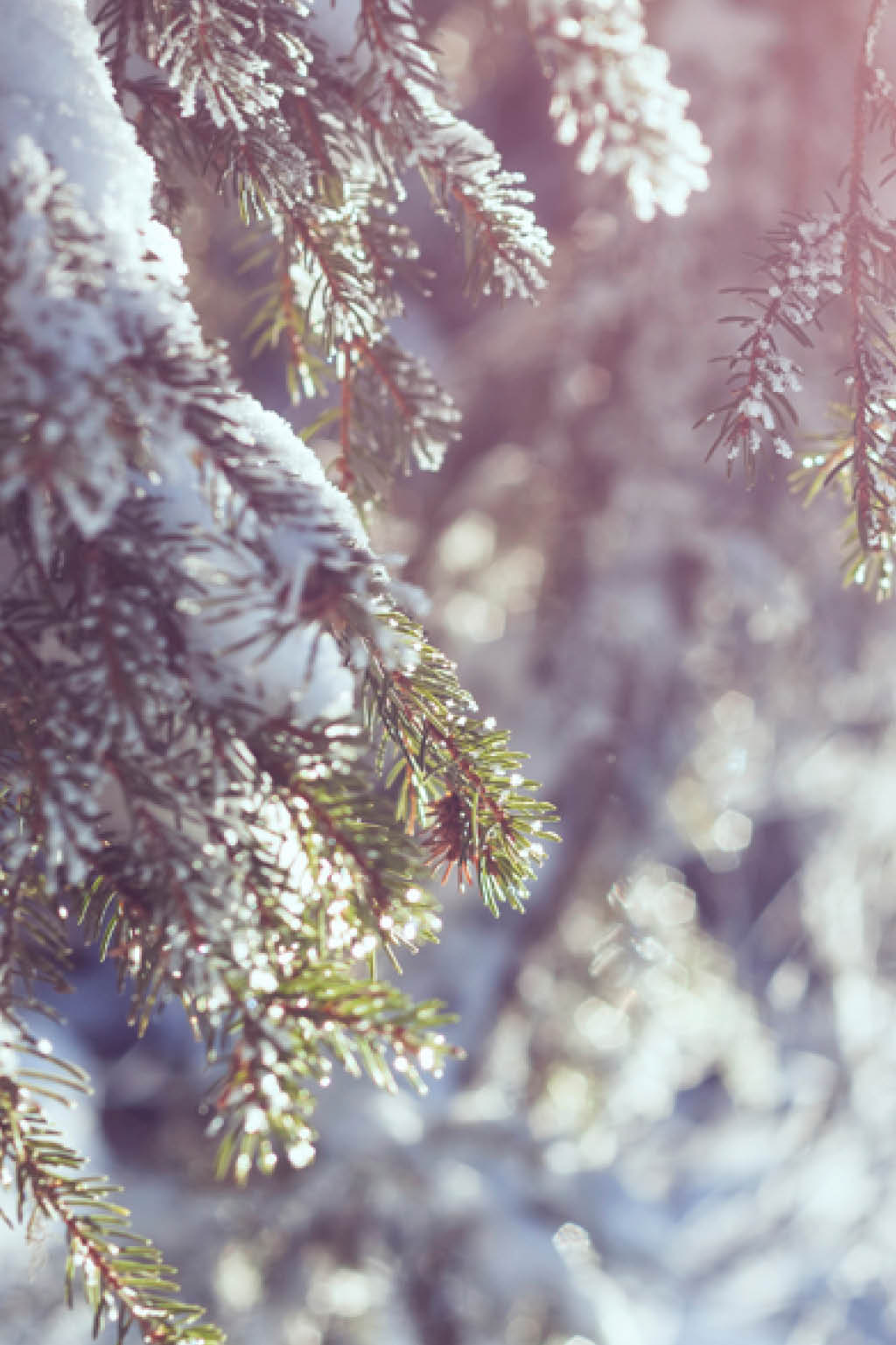 snow-covered-pine-tree