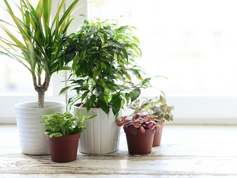 indoor plants in office