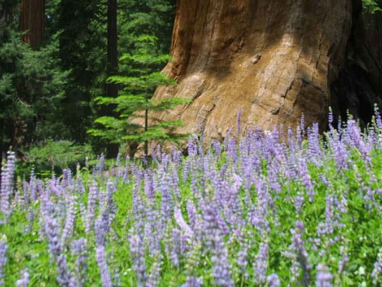 field of lavender — plants, plant, purple, sunlight, garden