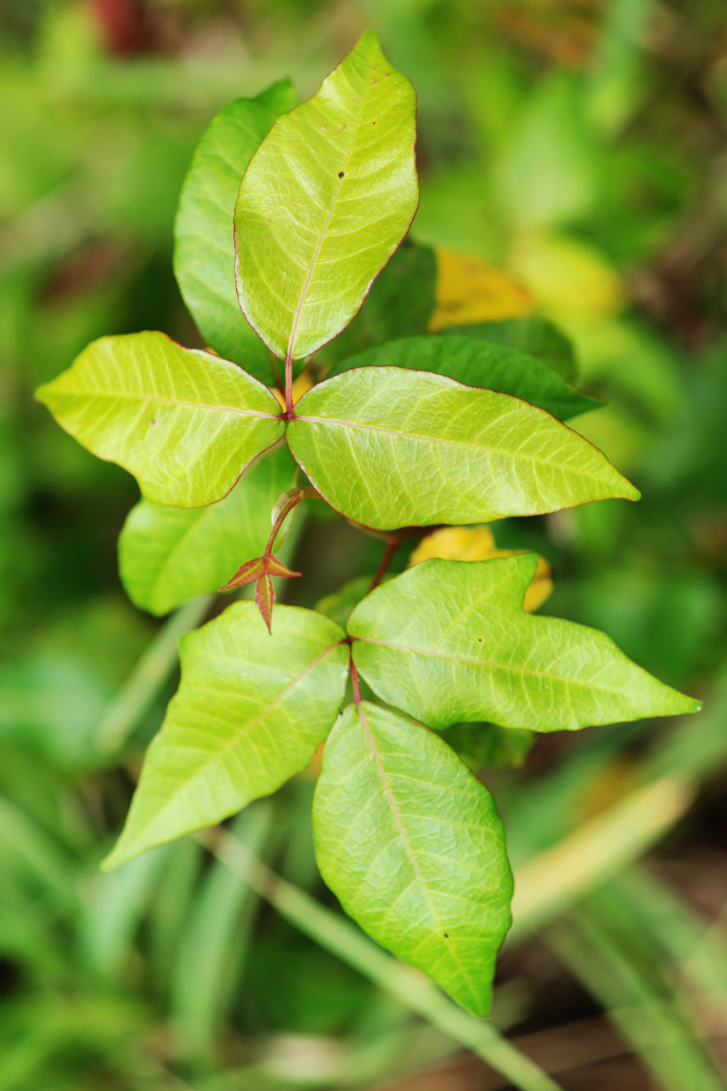 Harmful or Harmless: Poison Ivy