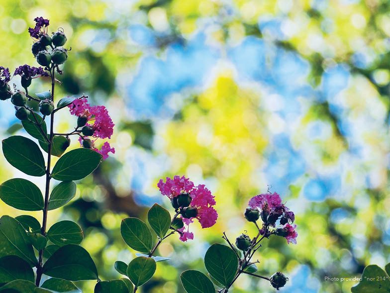 close up of pink plant