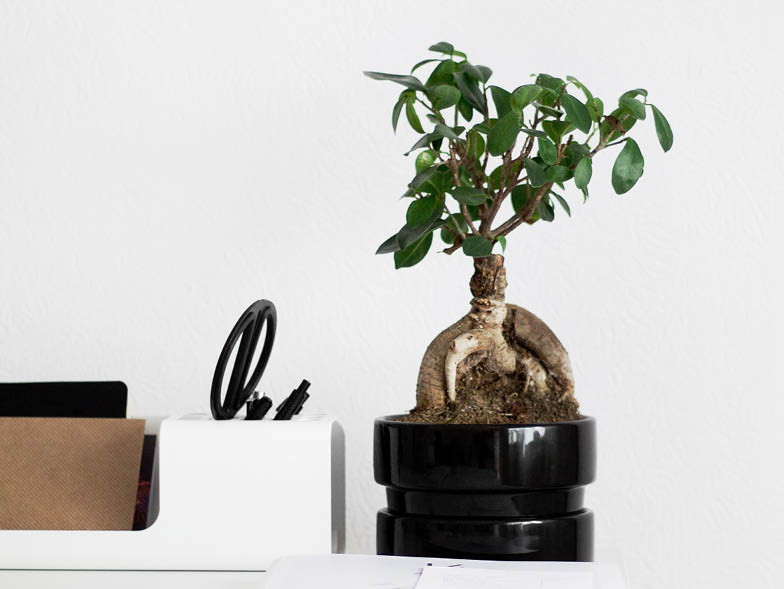 Ginseng ficus plant