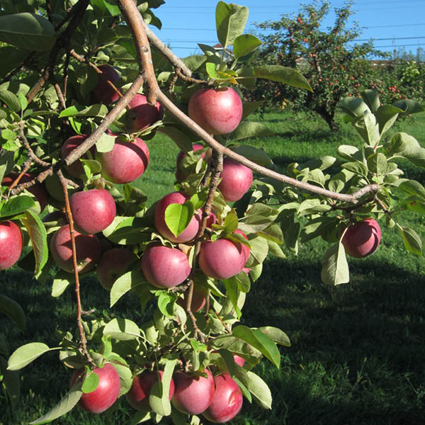 Weston's Antique Apple Orchard American Lifestyle Magazine