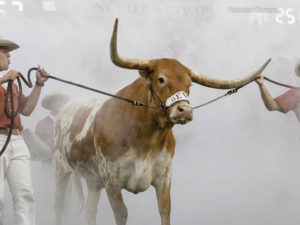 bevo bull mascot