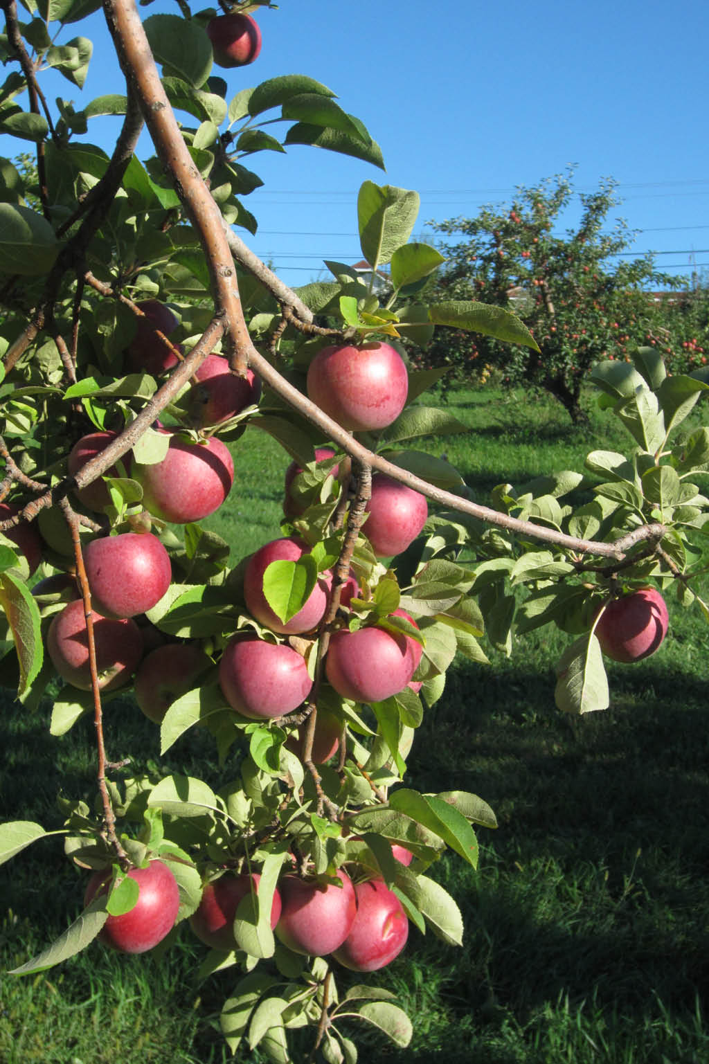 westons-apple-orchard