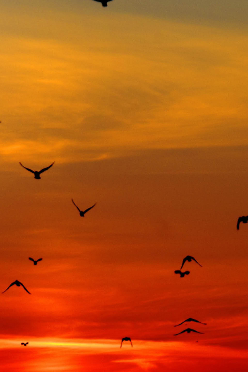 Flock of birds flying over sunset