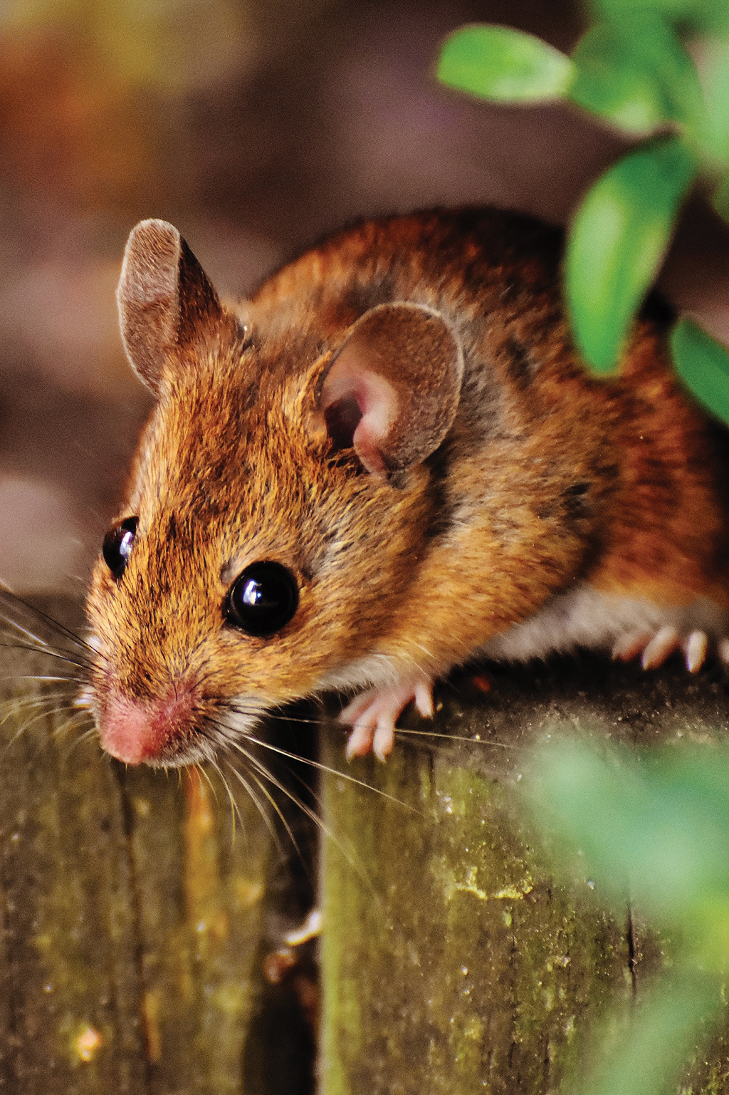 Keep Critters Out This Fall — field mouse atop fence