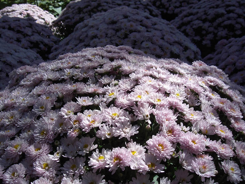 gorgeous array of mums