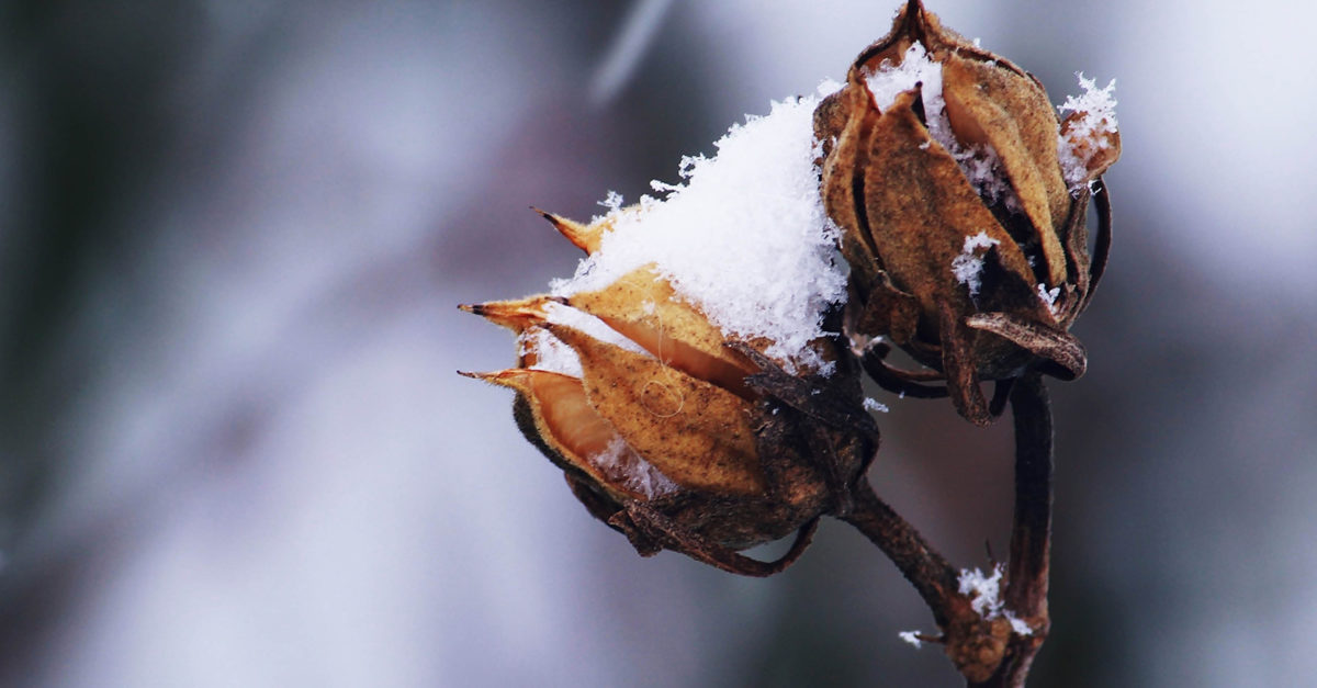 How To Prepare Plants For Cold Weather American Lifestyle Magazine