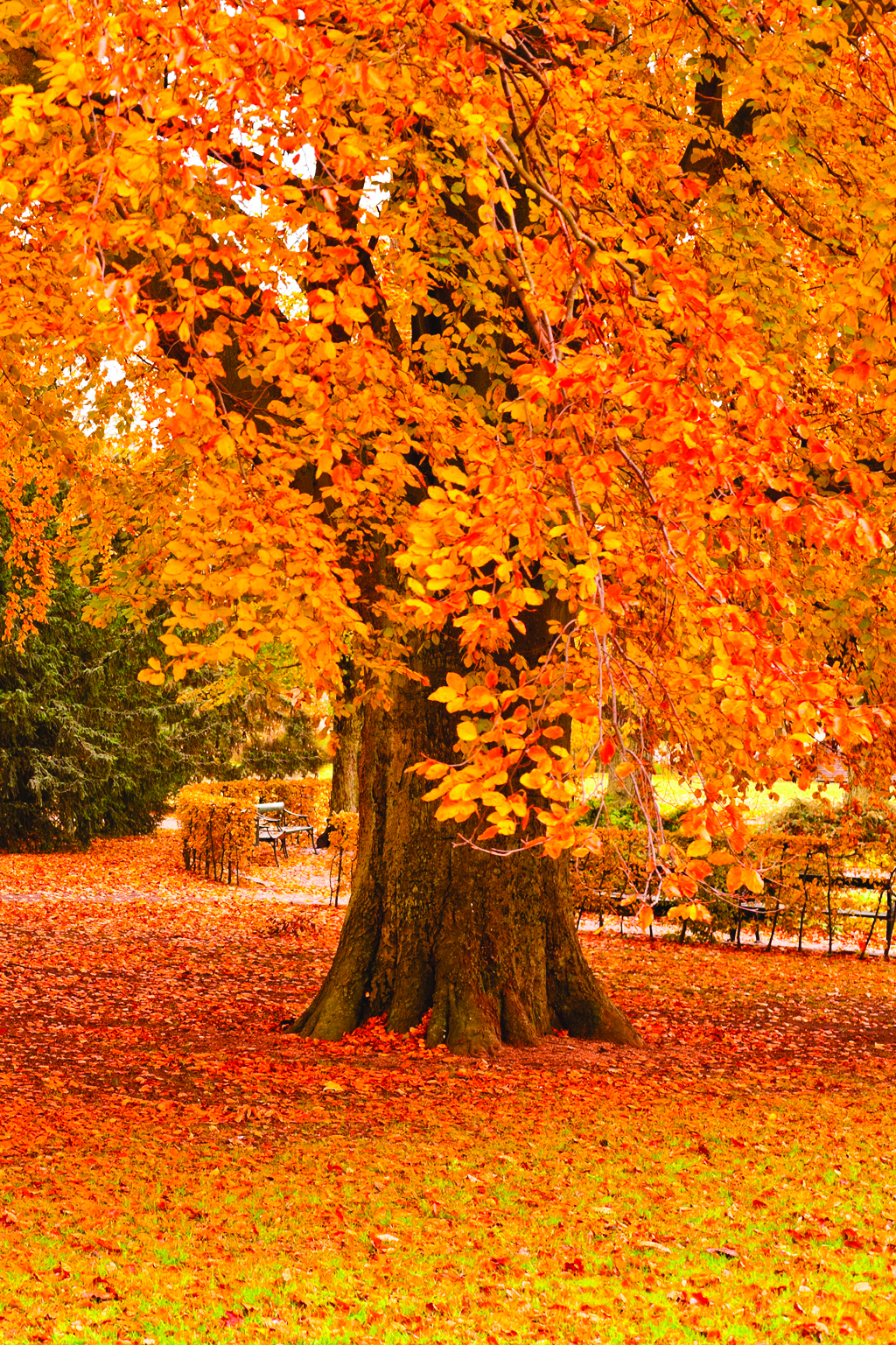 Autumn view of park with orange leaves