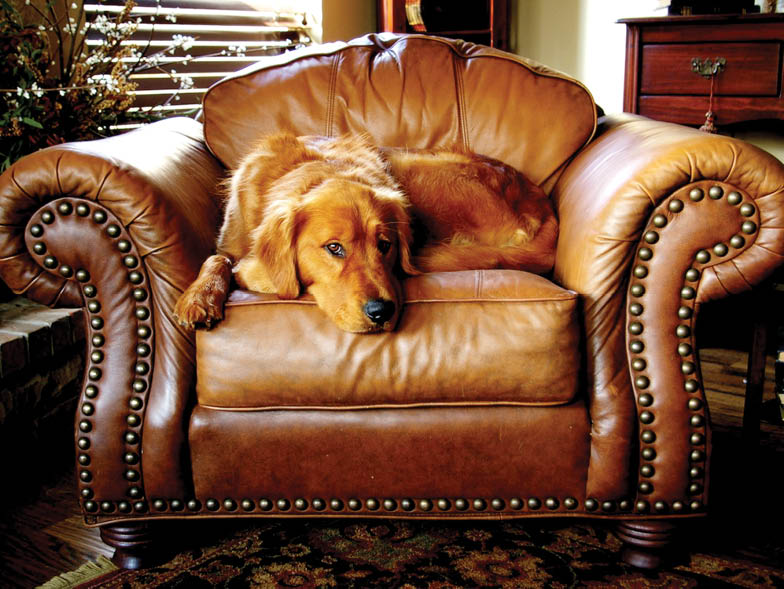 dog lounging on a chair