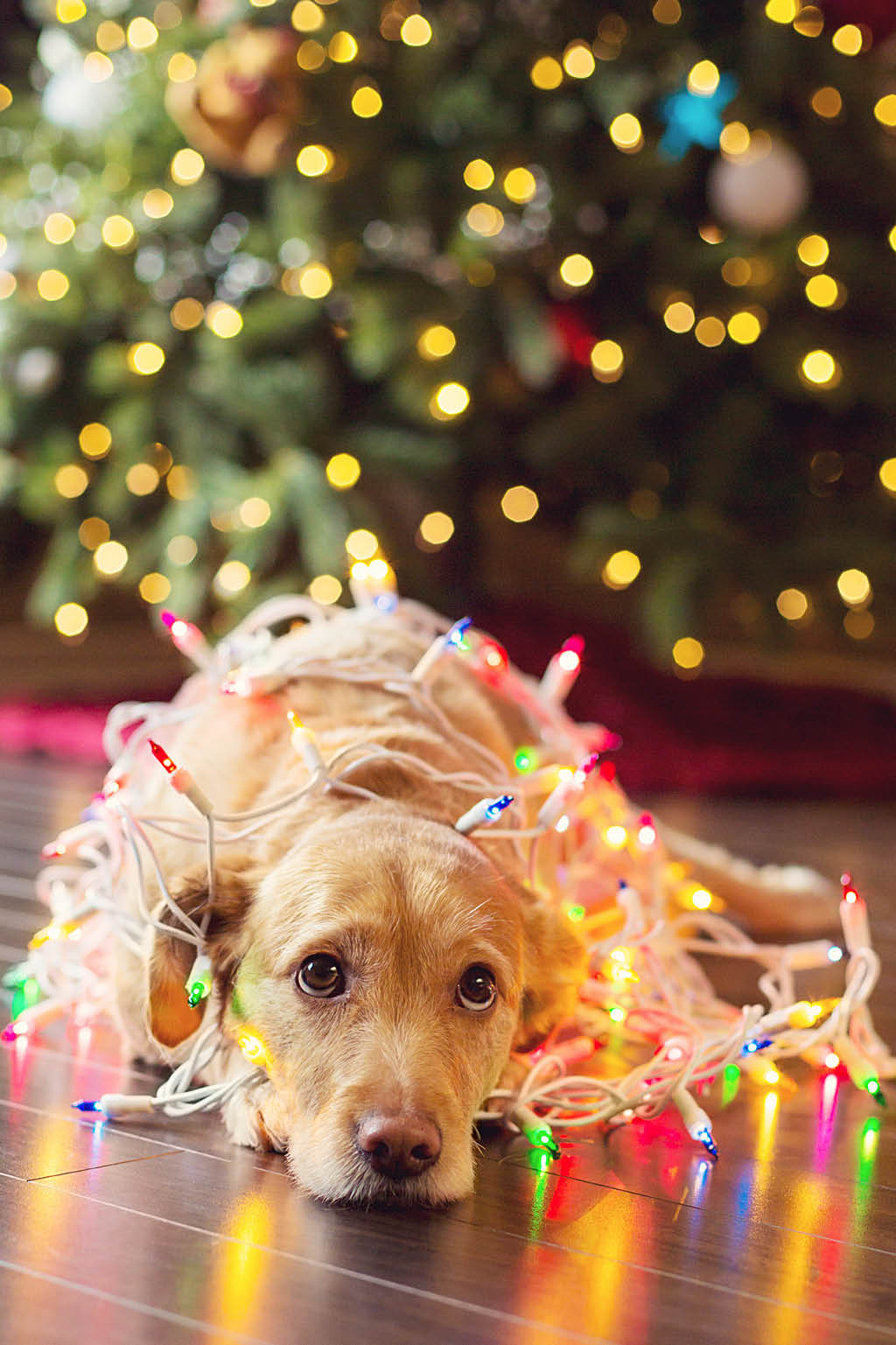 Holiday Pet Safety