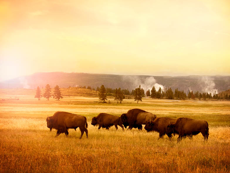 buffalo on field yellowstone