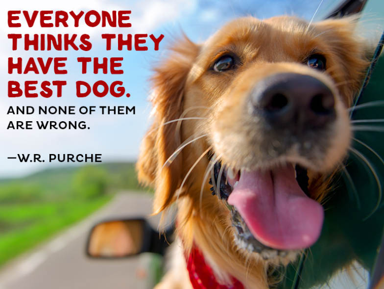 A Message For Pet Owners - American Lifestyle Magazine