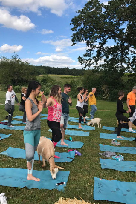 goat-yoga