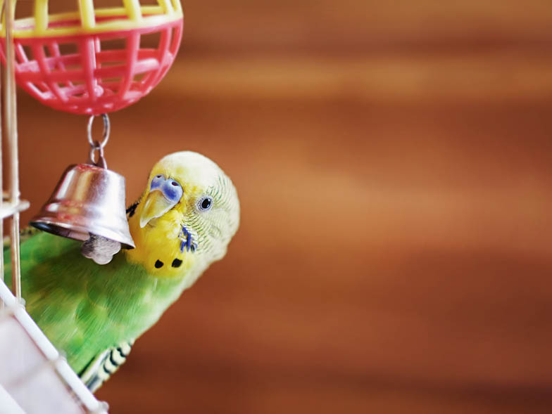 pet bird playing with bell