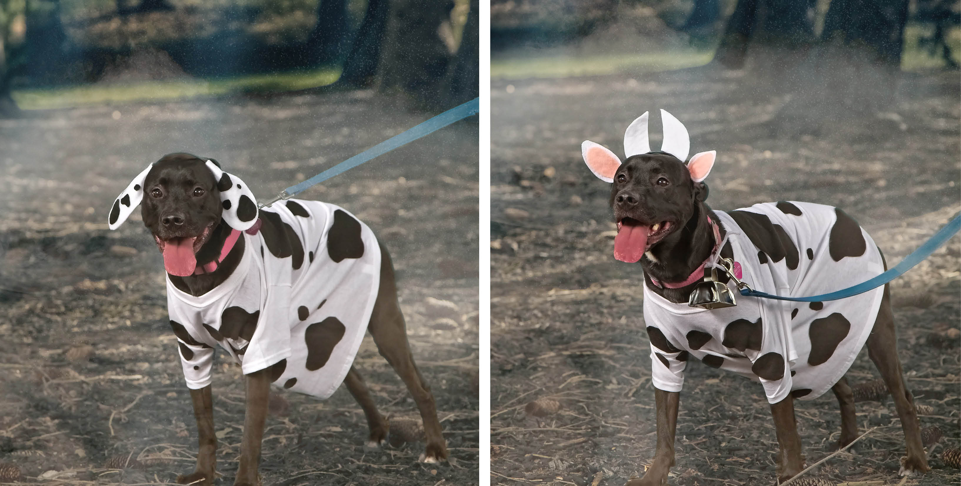 dalmation-to-cow-costume