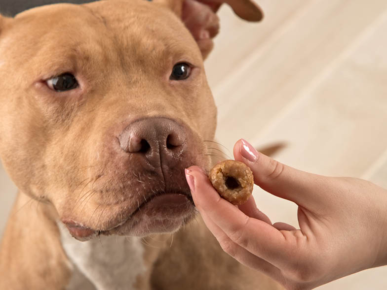 dog with treat in face