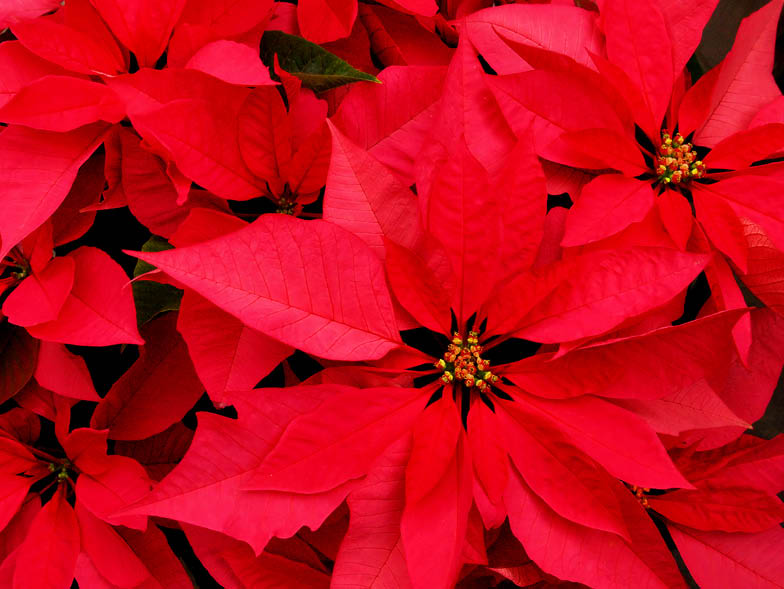 poinsettia red close up