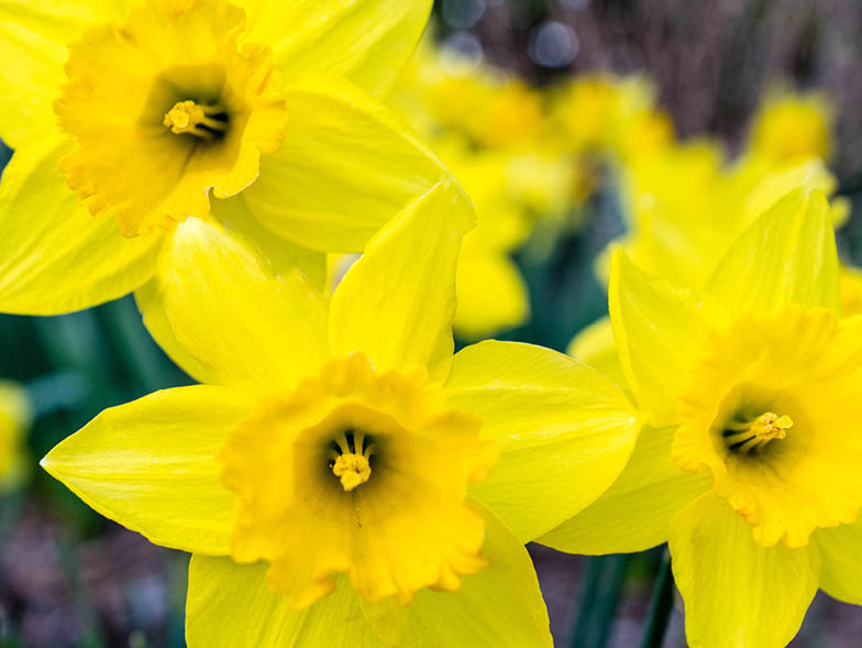 close up daffodil