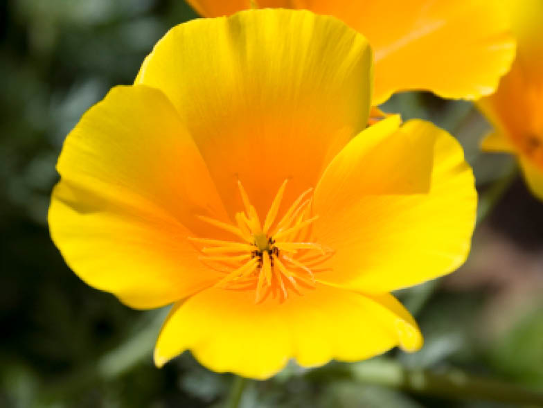 poppy flower yellow