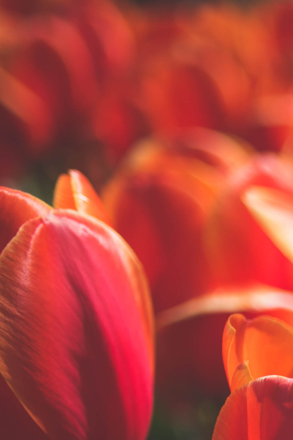 tulip-festival