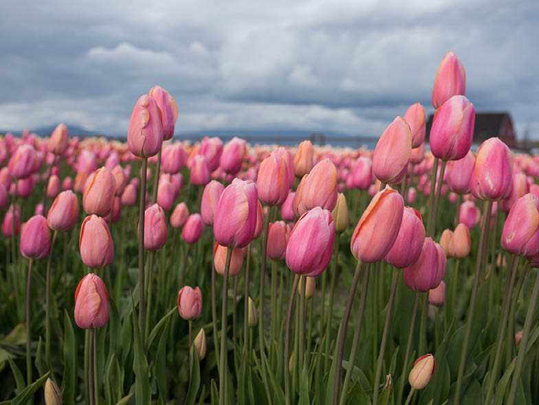 tulip-festival-pink-tulips