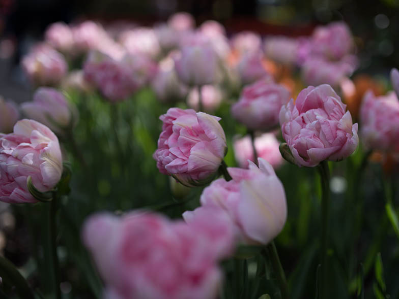 shadow-over-pink-tulips