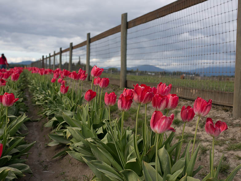 fuscia-tulips-along-fence
