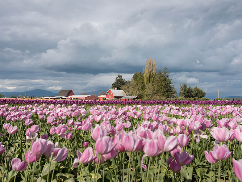 distant-barn-along-pink-tulips