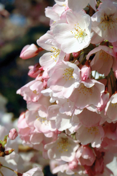 cherry-blossoms
