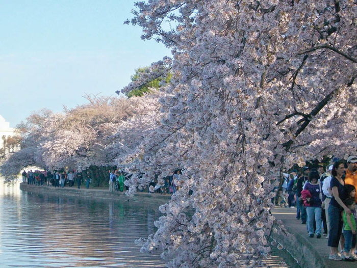 cherry-blossoms-intext - American Lifestyle Magazine