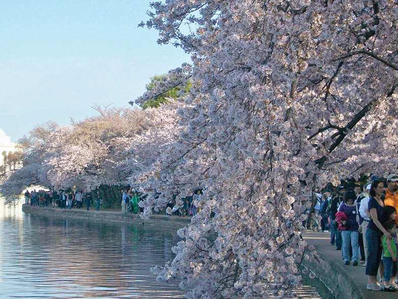 cherry-blossoms-on-the-potomac
