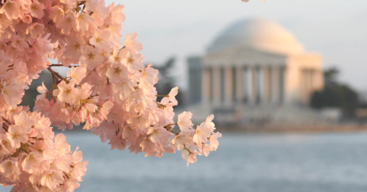Charry Tree Dc The History of Washington, DC’s Cherry Trees - American Lifestyle Magazine