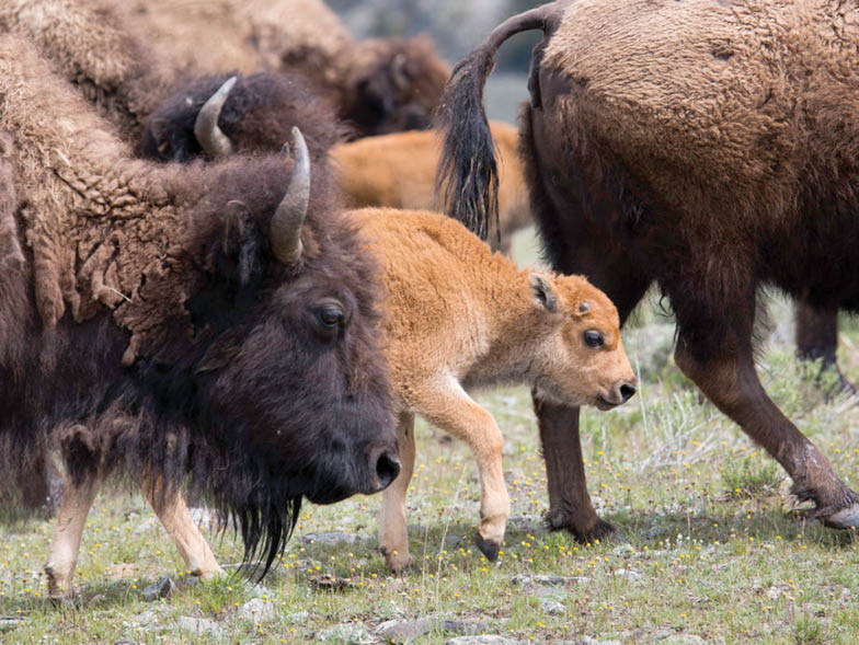 yellowstone-bison-herd