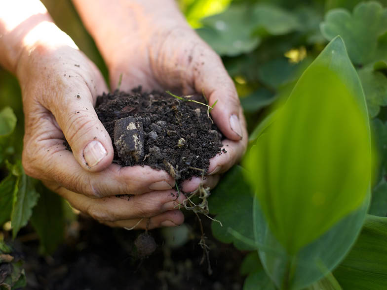 person holding soil