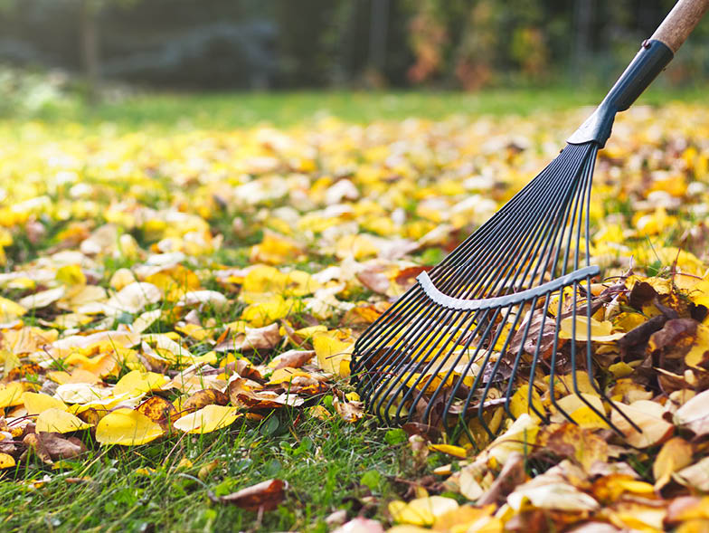 raking in leaves